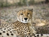 cheetah haed